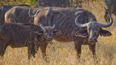 wellhealthorganic.com: Buffalo Milk Good for Health