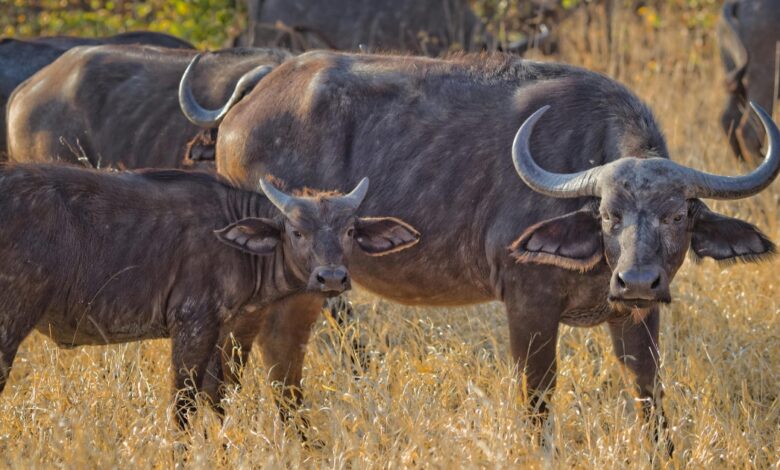 wellhealthorganic.com: Buffalo Milk Good for Health